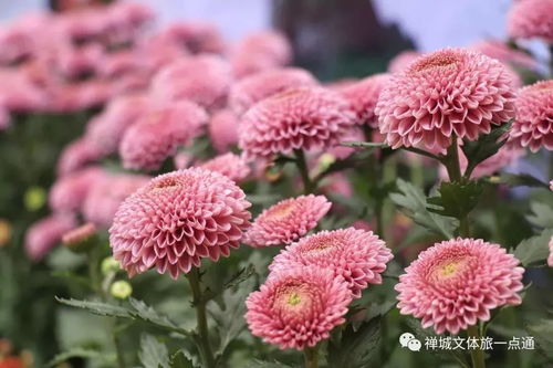 寒风中的校园绿意——揭秘学校种植耐寒花卉的秘籍