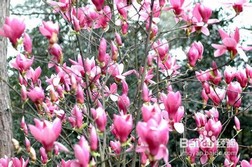 土壤问题还是病虫害？一探究竟