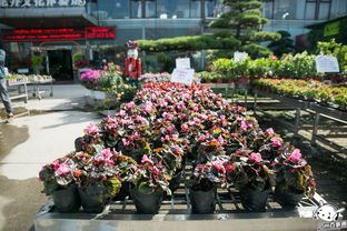 郑州花卉市场指南：7-20-45分钟快速选购秘籍