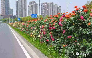 食叶类害虫防治