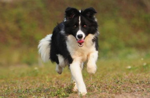 边牧驱虫，阿维菌素是个啥？