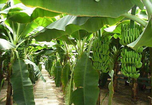 除了丙环唑，还有啥办法？