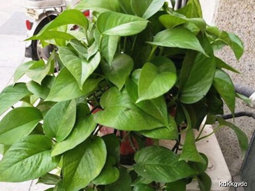 自制肥料， 环保又实惠