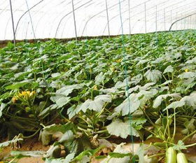 土壤施肥，先来点有机肥