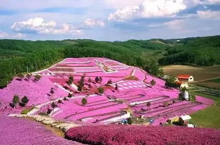 圣斯威辛，英国玫瑰的传奇