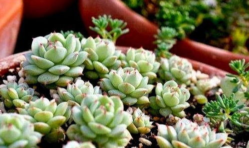 多肉植物开花之谜：是好运还是烦恼？