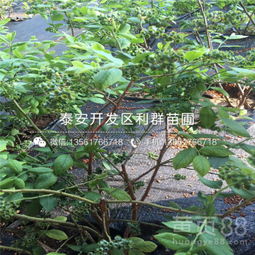 蓝莓树苗种植过程，从选种、育苗到移栽