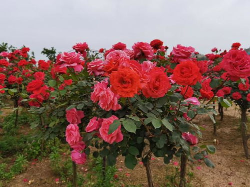 五一期间，南阳月季花开正艳，这些景点不容错过！