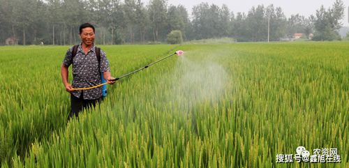 夏日炎炎，除草剂如何选择？