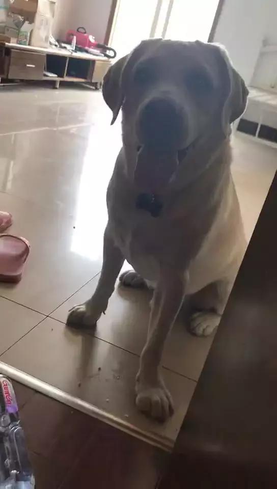 如何根据金毛犬训练听话教程，有效地进行小常识训练