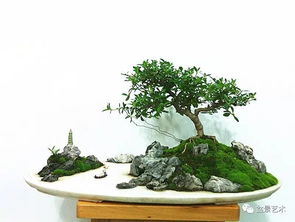 水旱盆景，为何“水旱”二字巧妙结合