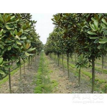 广玉兰的播种繁殖时间及处理