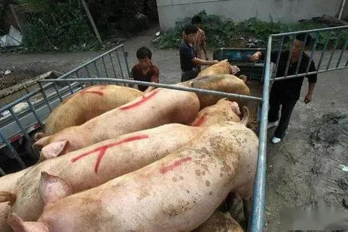 多地猪价上涨，中小养猪场如何规避风险