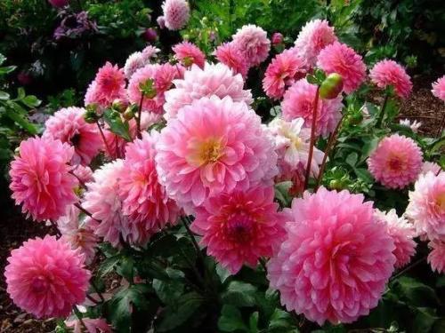 阳台再小， 种哪种花嫩保证年年有花赏，花期群花争艳呢？