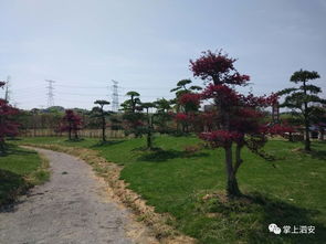 师姑岗村的蜕变之路