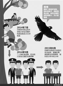 非法捕鹰近40只，首犯获刑10年