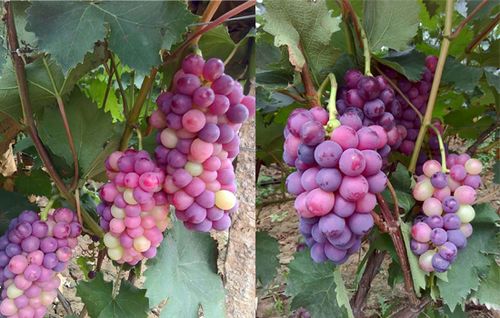 葡萄叶面肥的具体使用技巧