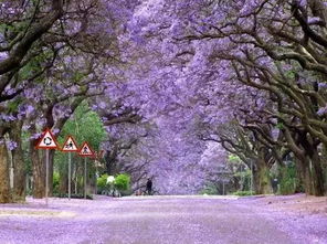 冬日里的色彩盛宴：适合开花的树