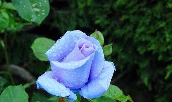 花语中的暗恋与守护，探寻花朵所蕴含的情感与意义