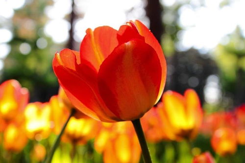 先说说 郁金香有毒