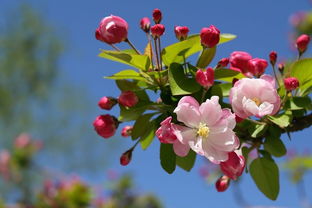 二、 海棠花养护，就像照顾一个小宝宝