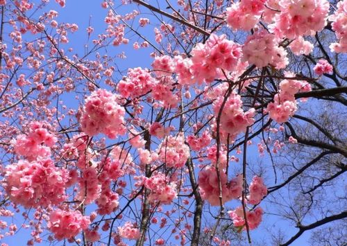 樱花：江苏春天的美丽使者