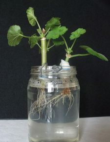 昙花小叶品种，轻松扦插，快速繁殖！