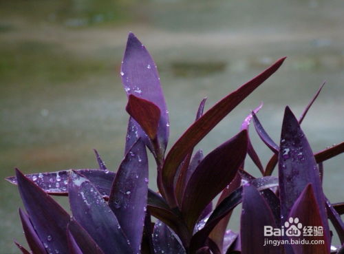 庭院里的紫红色叶子，如何搭配出独特风采？