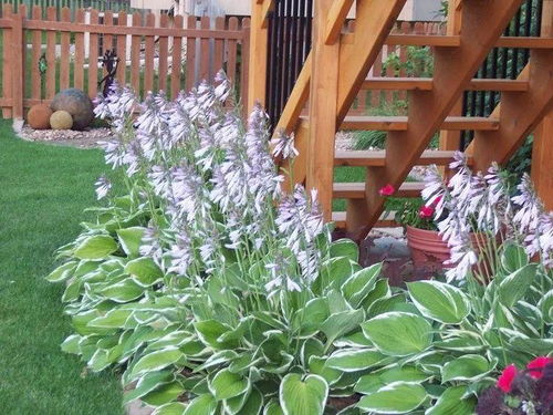 在花园里种些啥植物，既美美哒又嫩招引小虫虫？