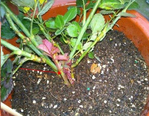 月季笋芽的生长奇遇