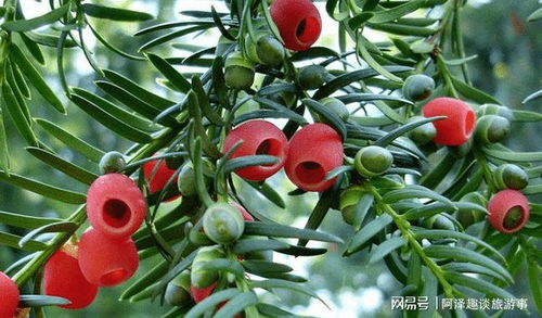 红豆杉：中药材的宝藏