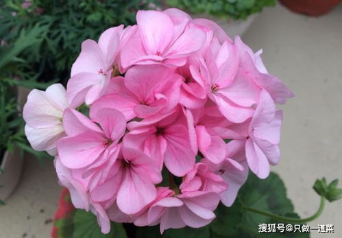 四季花神，实力不俗