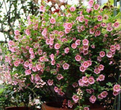 四月份的花朵盛宴：桃花、 杏花与春天的约会