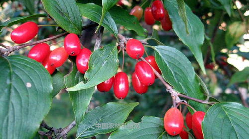 苦蘵别名：山茱萸、药枣