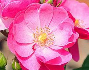 月季移栽的技巧