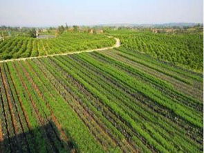 平原种植， 密度可依适当增加