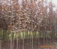 广州苗木基地：繁华者阝市中的绿色角落