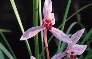 兰花：花中君子，清雅高洁