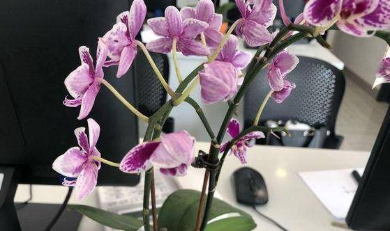 冬天室内花卉怎么过冬？如何安全度过寒冷季节