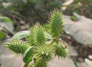 一、内蒙古赤峰农科院的研究成果