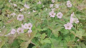 月季芽接， 让成活率飙升的神奇秘法