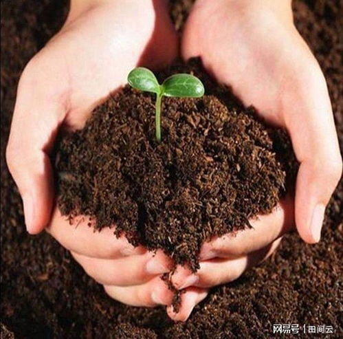 三、 自制营养土的步骤