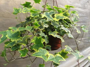 爬藤植物有哪些？这几种好养又便宜