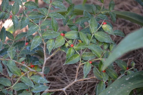 灌木：生长快， 侧枝发达