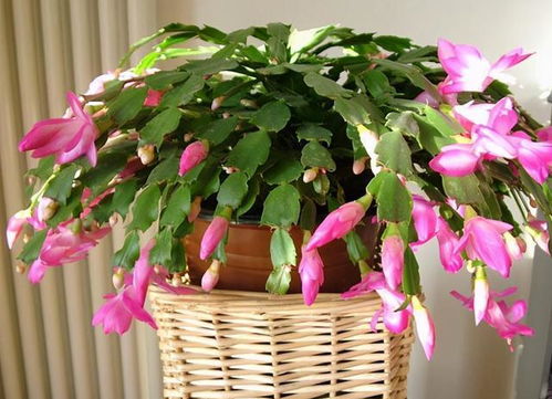 温度与光照对蟹爪兰开花的影响