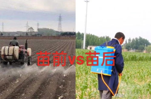 吸收过程与除草效果