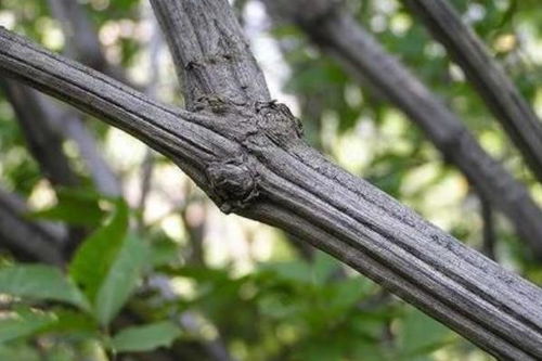 古木的历史价值