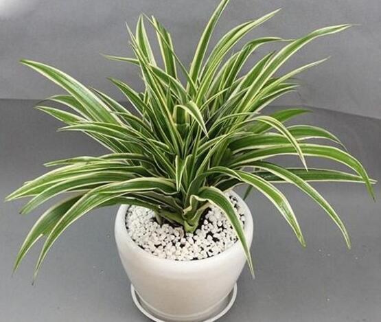 生态修复工程的三步种植法