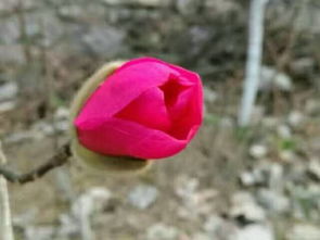 红花玉兰的天然生长区