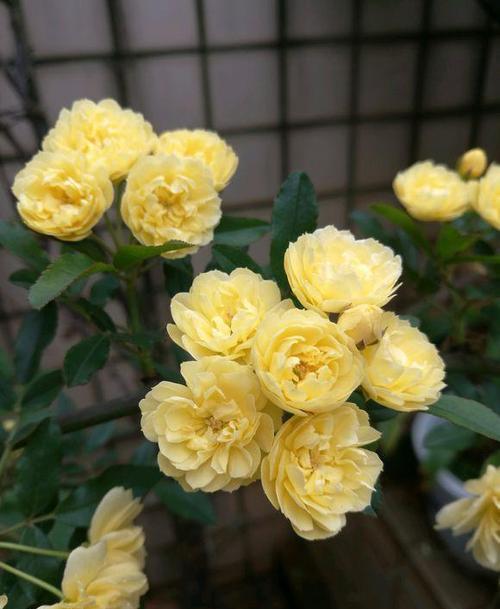 黄木香花家庭栽培时如何进行四季管理才能保证其花朵繁盛和生长健康